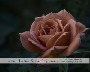 miniature rose, cinnamon delight