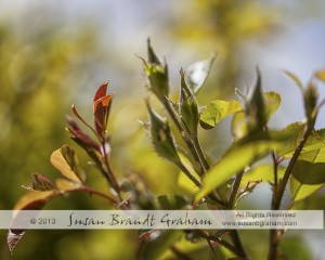 old garden rose