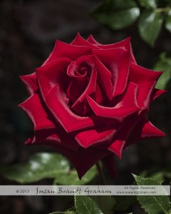 rose, black magic