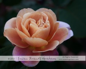 rose, distant drums