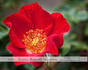 miniature rose yoyo