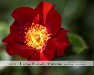 miniature rose, yoyo