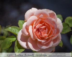 ambridge rose