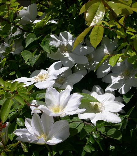 Clematis henryi