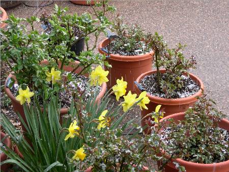 Daffodils with roses and snow