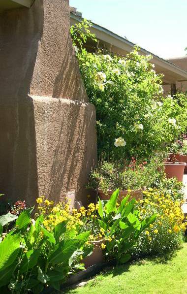 Coreopsis and Canna Lilies