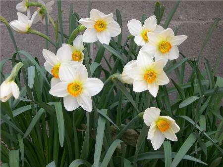 Narcissus