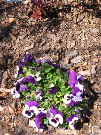 Pansies