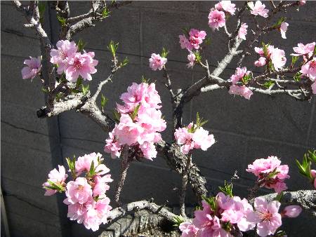 Dwarf Peach â€œBonanzaâ€