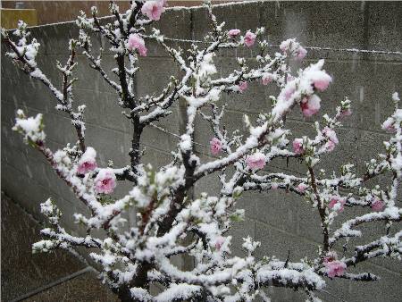 Snow on Peach