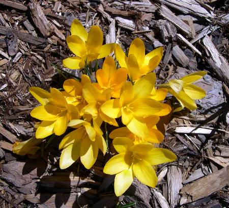 Yellow crocus