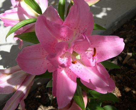 Oriental lily