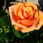 Royal Sunset, large-flowered climber