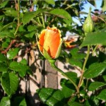 Royal Sunset bud; large-flowered climber