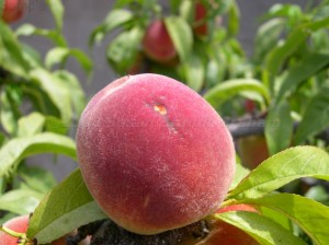 Bird-pecked peach