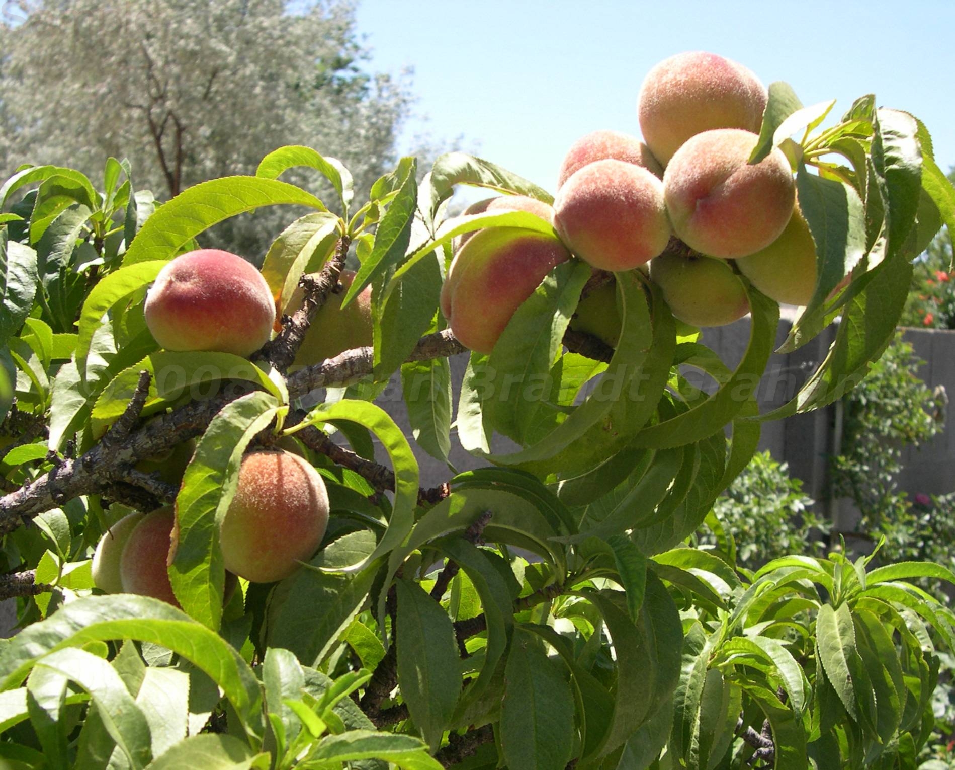 Peach Trees Archives Southwest Desert GardeningSouthwest Desert Gardening