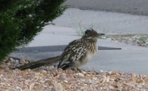 Greater Roadrunner