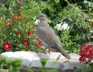 White Wing Dove