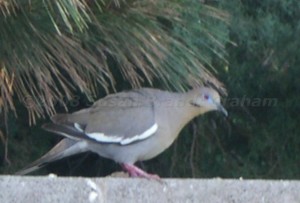 White Wing Dove