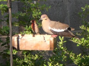 White Wing Dove and Finch at Feeder