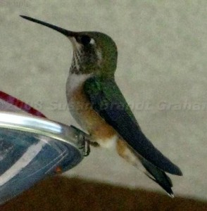 Female Broad-Tailed Hummingbird