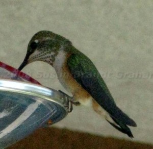 Female Broad Tailed Hummingbird