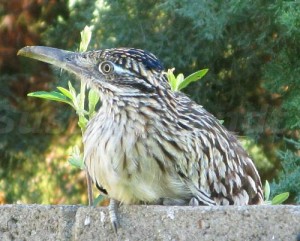 Roadrunner