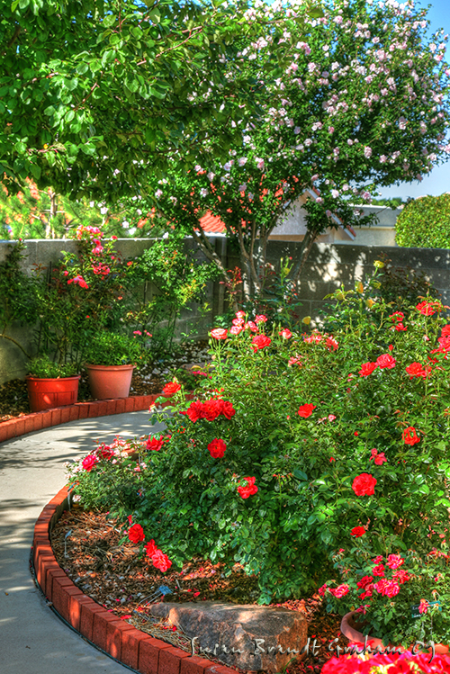 Roses, Rose of Sharon, small city garden