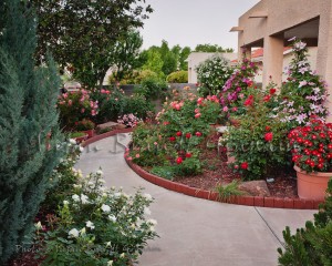 Small Garden with Roses