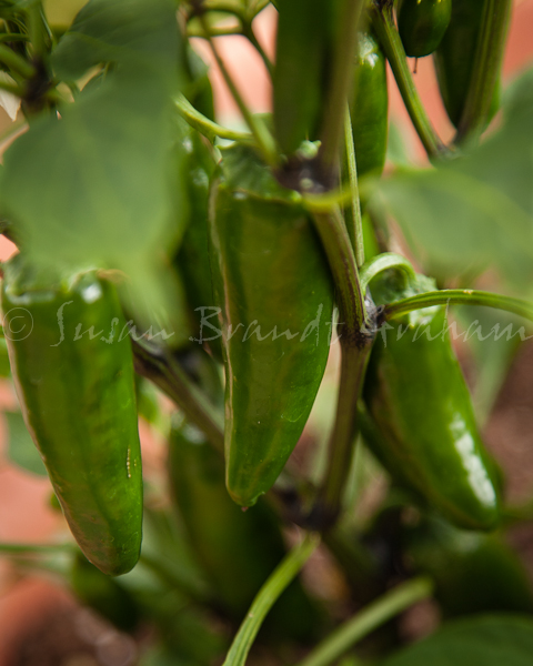 'false alarm hybrid' jalapeno pepper