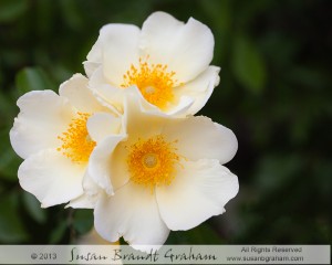 old garden rose mermaid