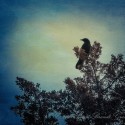 observer crow
