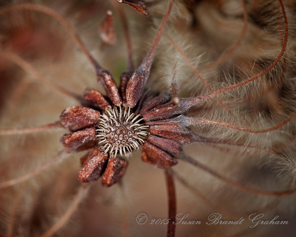 seeds winter beauty