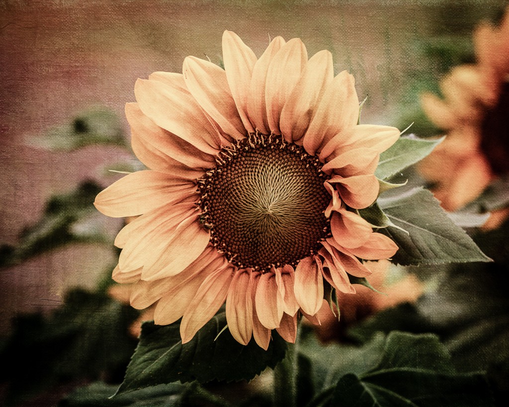 summer flower sunflower