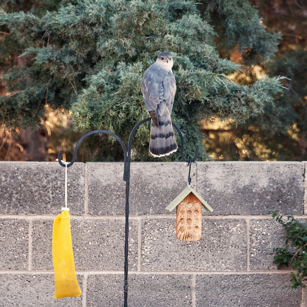 Cooper's hawk