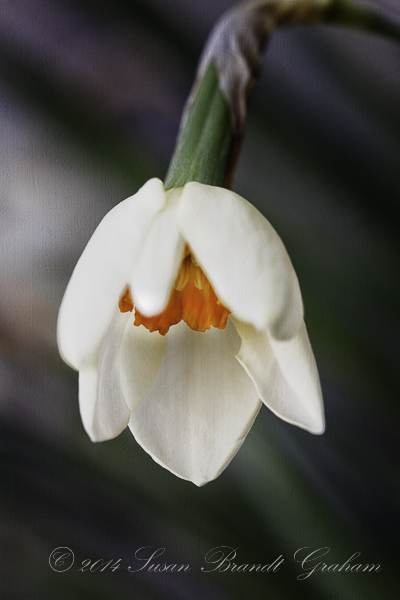 Narcissus Bud