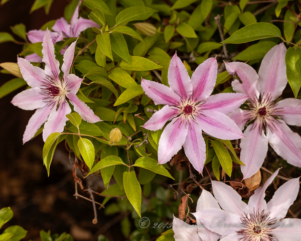 clematis and roses