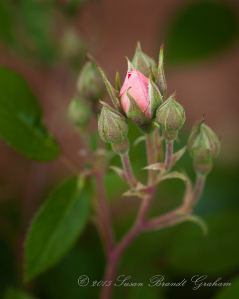 flower girl rose buds