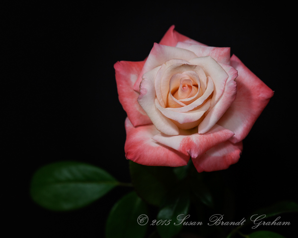 Gemini rose
