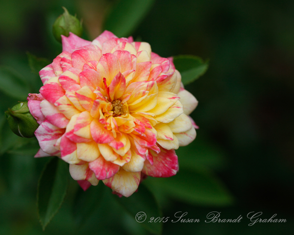 spring and roses