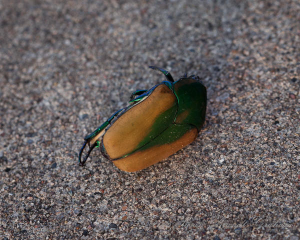 green June bug