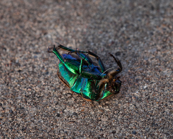 green June bug