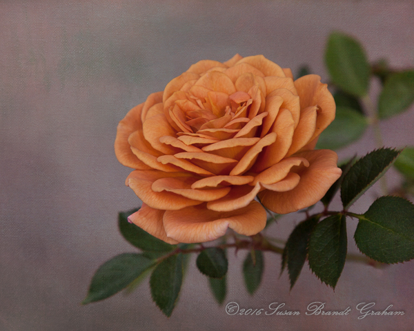 judging rose photography