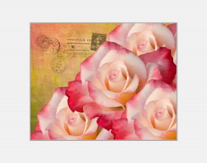 preparing rose show photographs