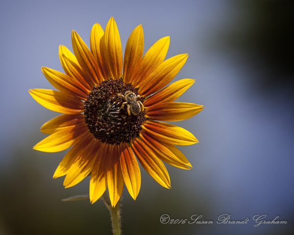 Sunflower and Big Bee