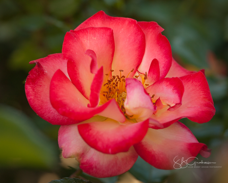 rose photography