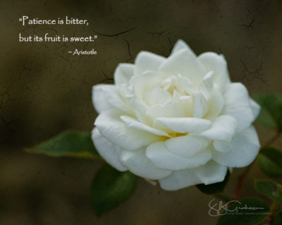 rose photography 2017