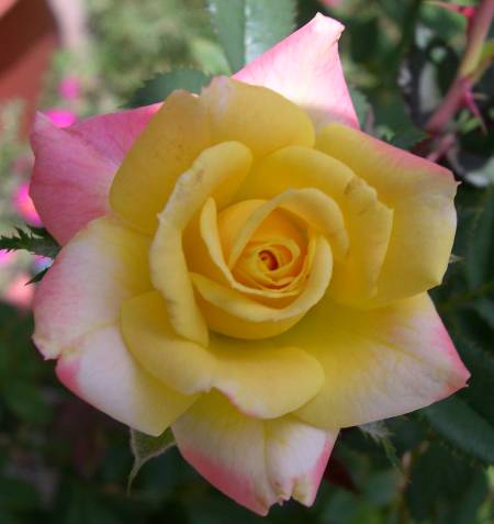 Roses 2014 - Southwest Desert GardeningSouthwest Desert Gardening