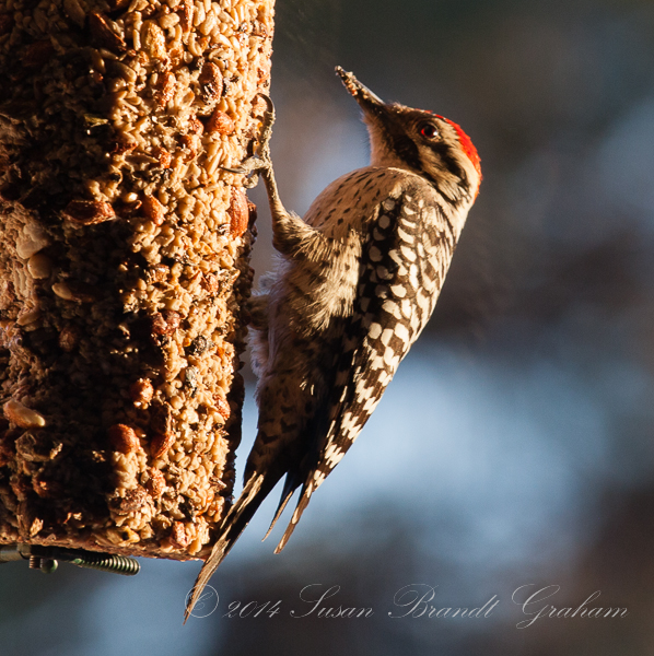 Ladder Backed Woodpecker - Southwest Desert GardeningSouthwest Desert ...