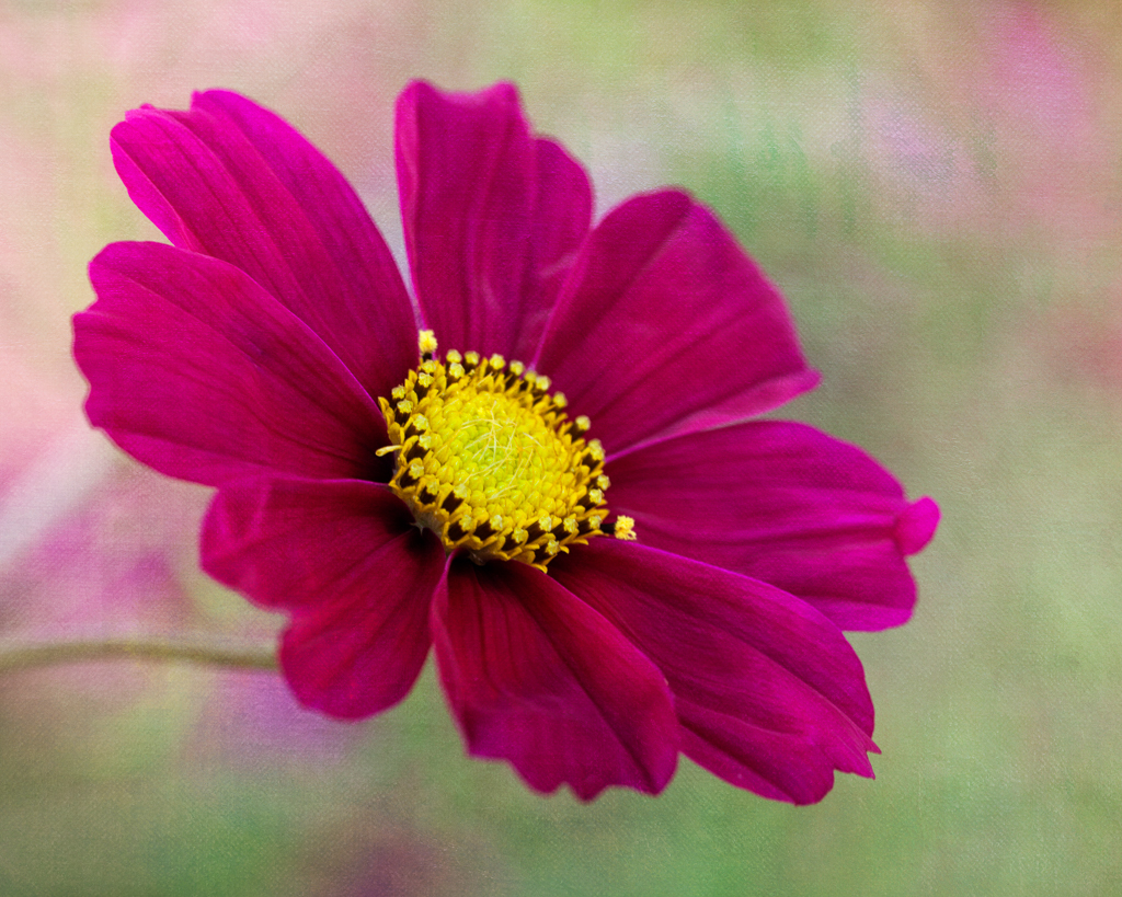 cosmos summer flower